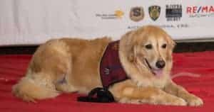 paws4vets